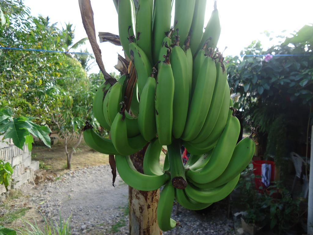 Posada Sunshine Paradise Providencia Island Exterior photo