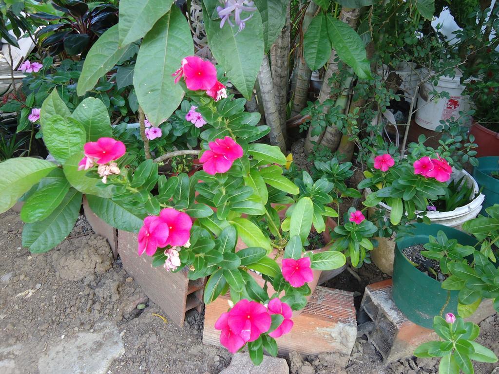 Posada Sunshine Paradise Providencia Island Exterior photo